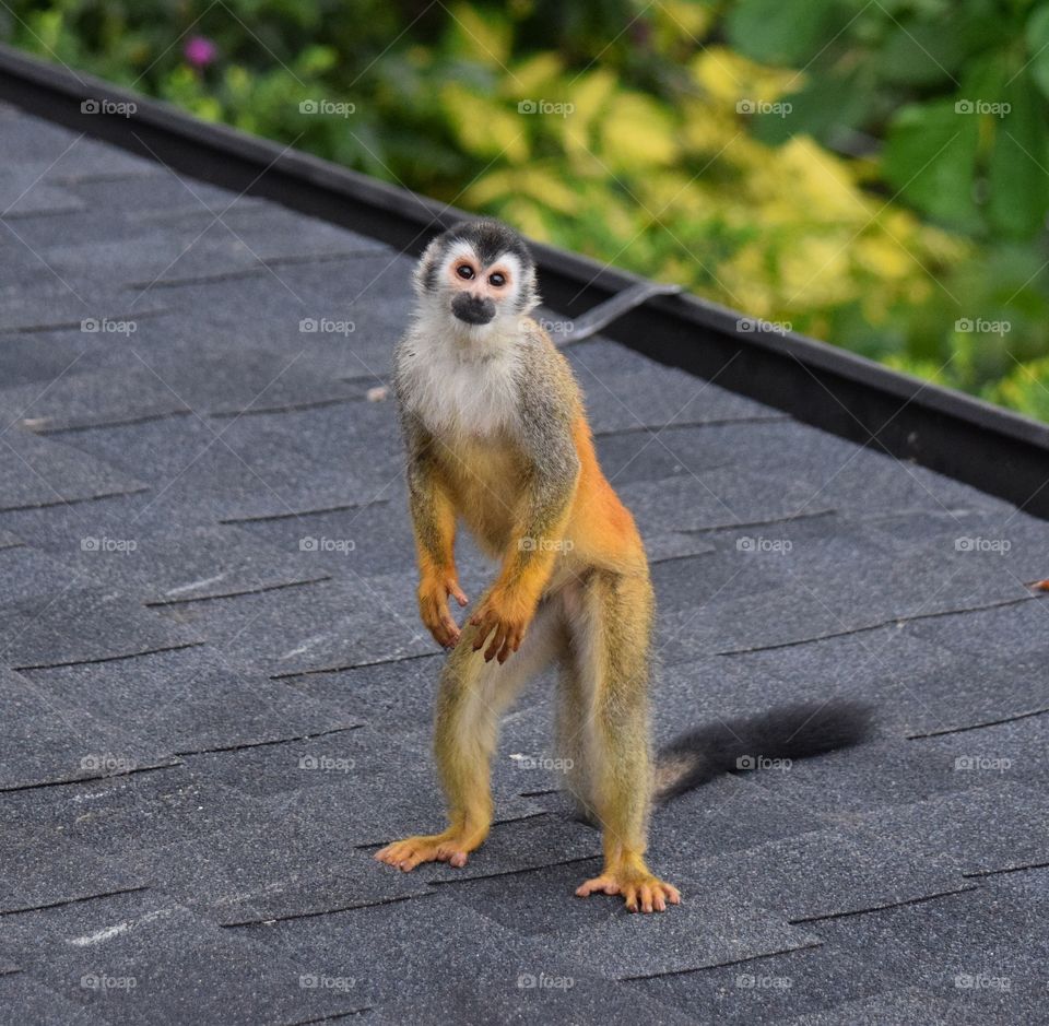 Monkey on tiled floor