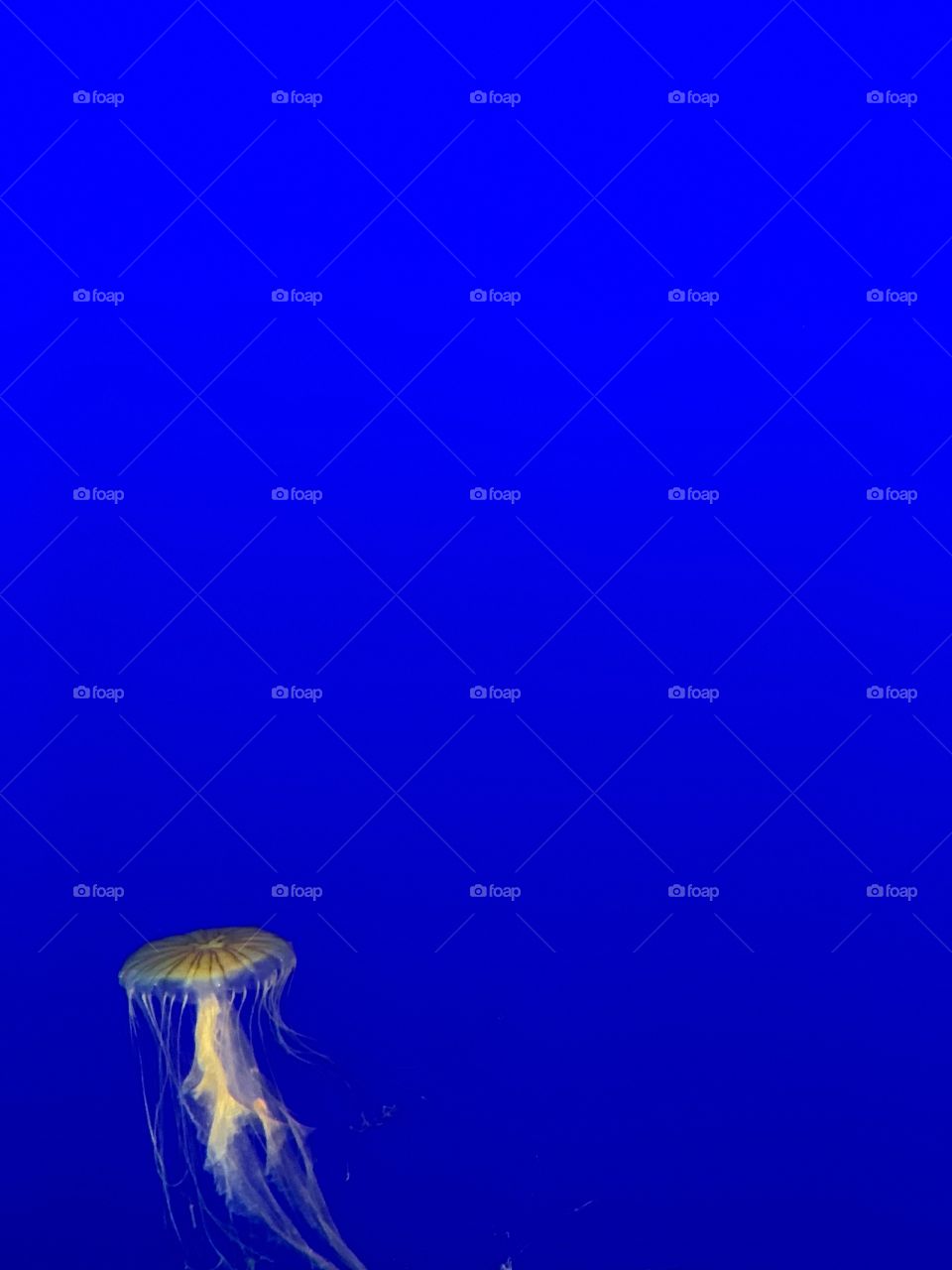 Stinging cnidarians in a blue background. Unique, beautiful sea creature. Spineless.