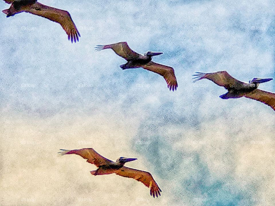 Pelicans at Eye level In Flight! Perfect Canvas Art, Metal Art, Wall Decor, Cottage Art, Beach Art, Hotel Art 