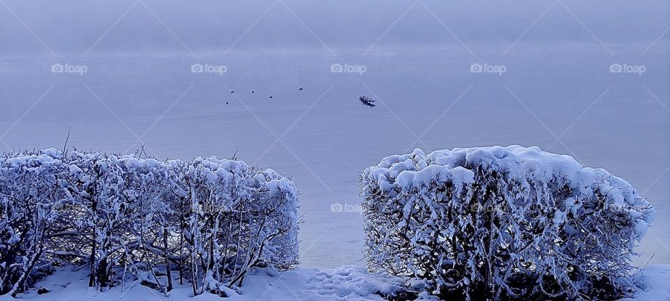 This wintertime view of a flying bird at the lakeshore comes to us from “Kochel am See”, “Kochel at the Lake”, a small town north of the “Alps” in “Bavaria”, Germany known also for its natural hot geyser springs. 2024. Hypnotic Productions