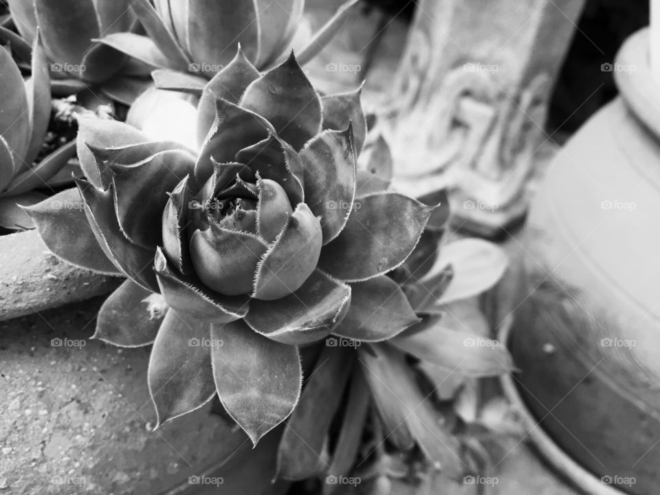 Succulent . Black and white succulent 