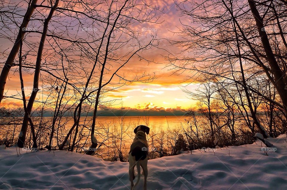 Coonhound Sunrise 