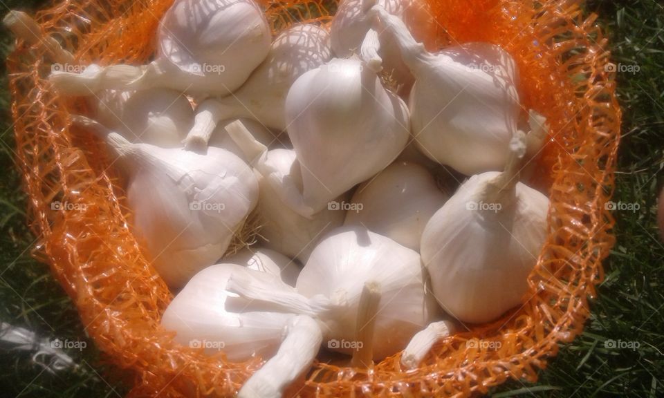 my fresh garlic