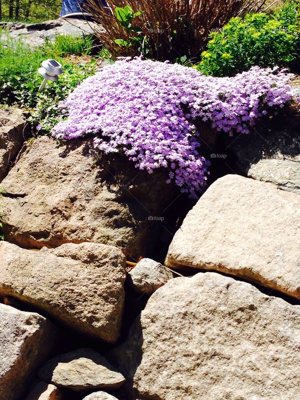Rock garden with blooming flowers