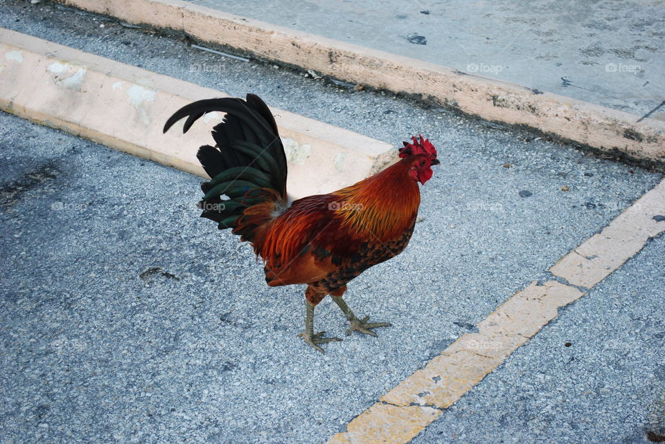 A wild rooster walking down the street in Key West, Florida