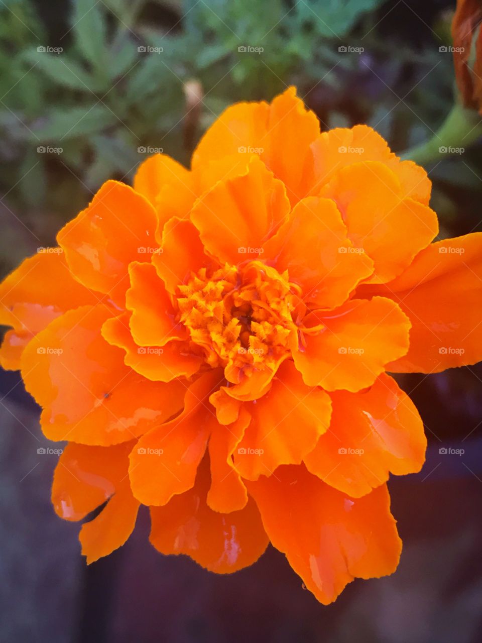 Orange marigold flower