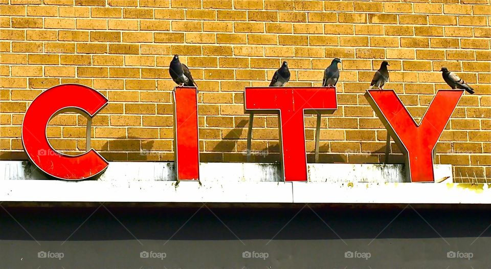 City . Pigeons atop a City sign