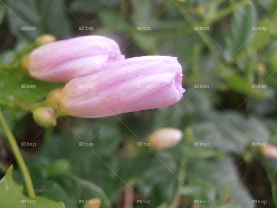 Closed Pink Bindweed Flowers