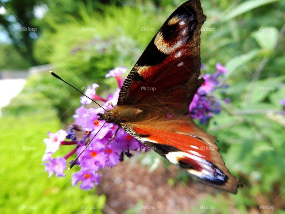 polish butterfly ;)