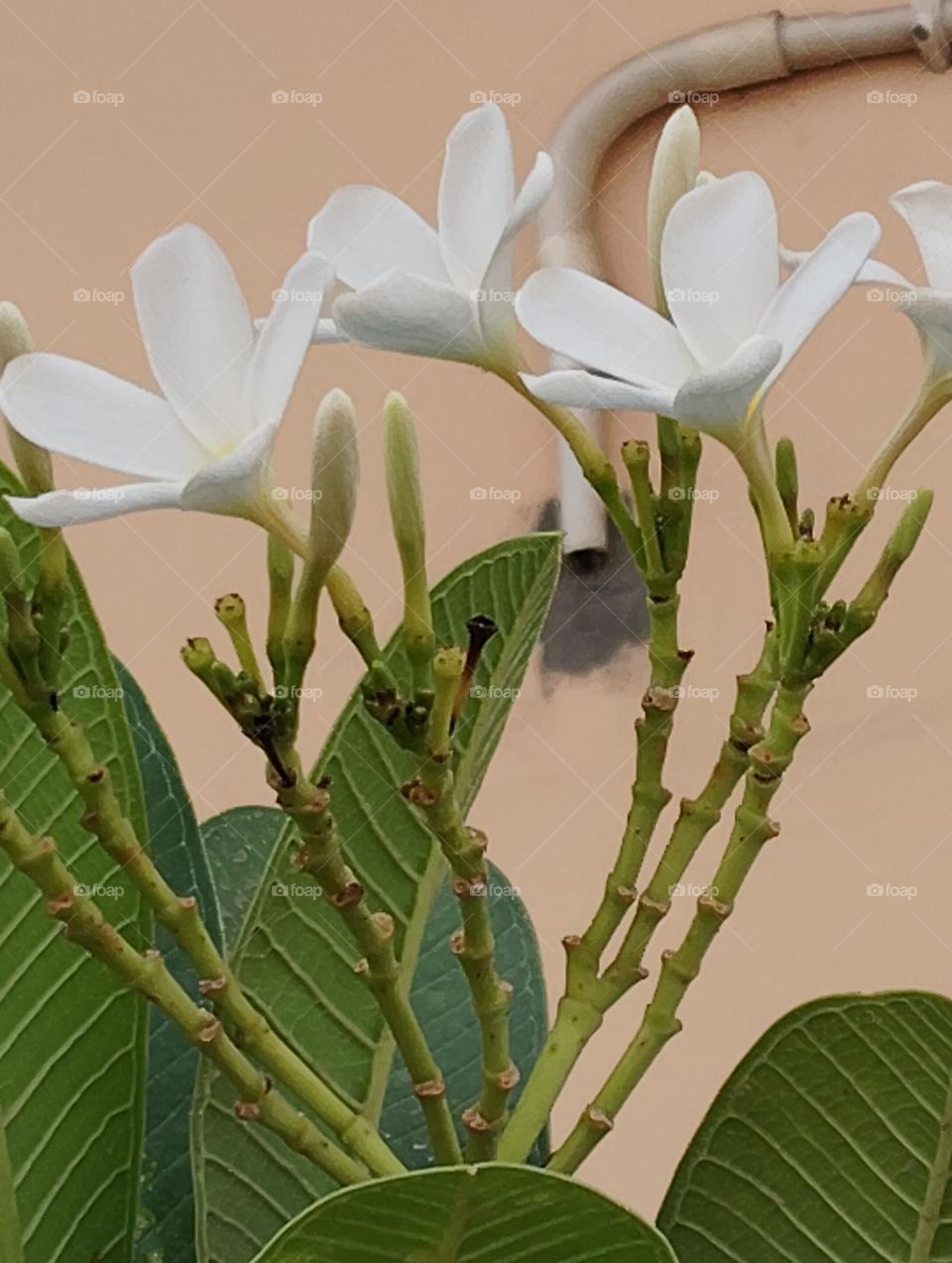 white flower seasonal fresh shurb looks very beautiful generally found everywhere
