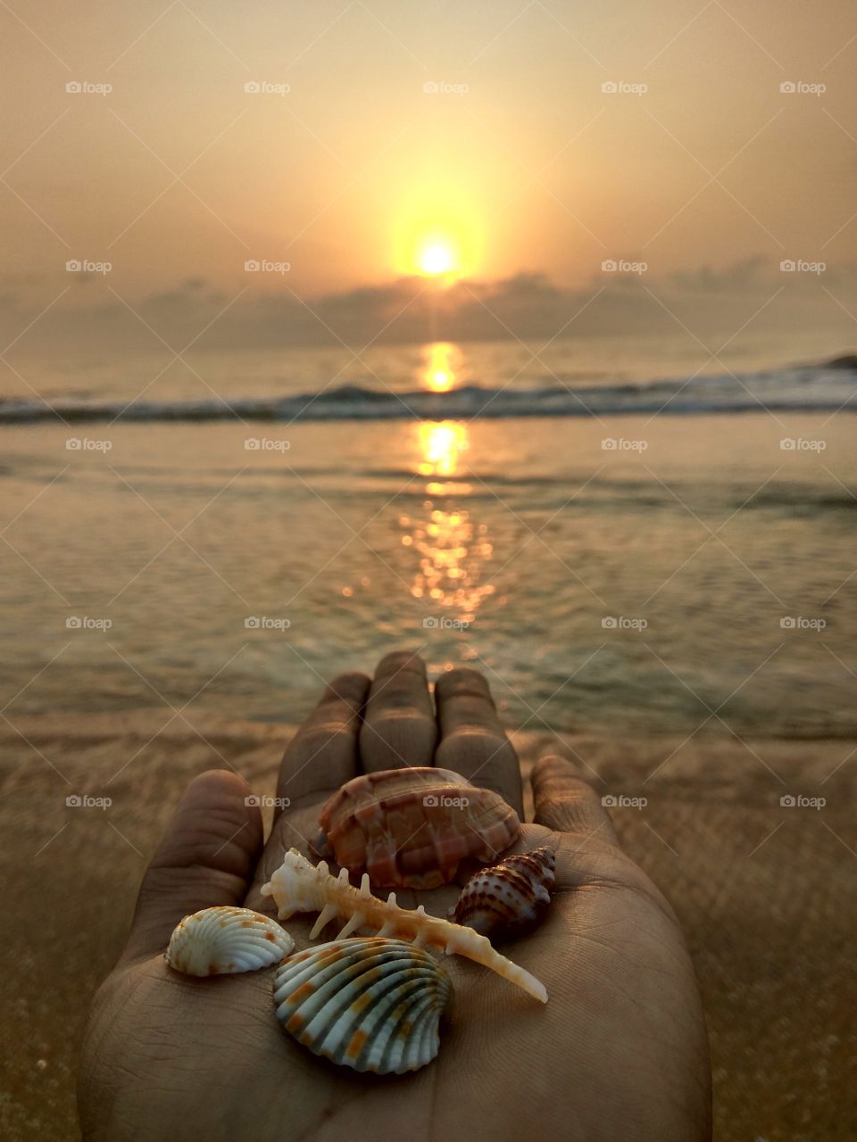 Handfull of seashells