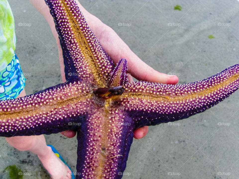 Mother Nature’s wonders! This purple starfish lost a leg & is growing a new replacement. What a neat trick! He was hungry & managed to catch a live crab which he gobbled up shell & all. Here just the end of the claw is sticking out of his mouth.