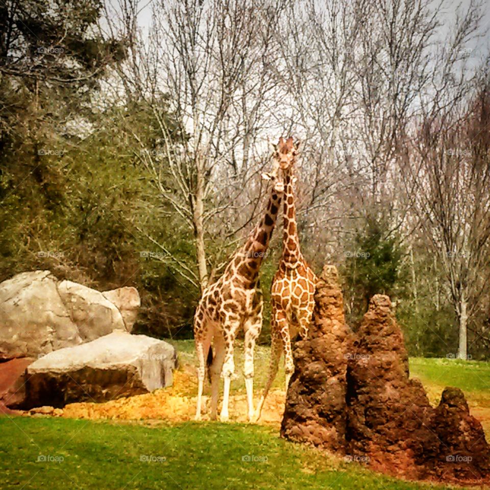North  Carolina zoo  giraffe 