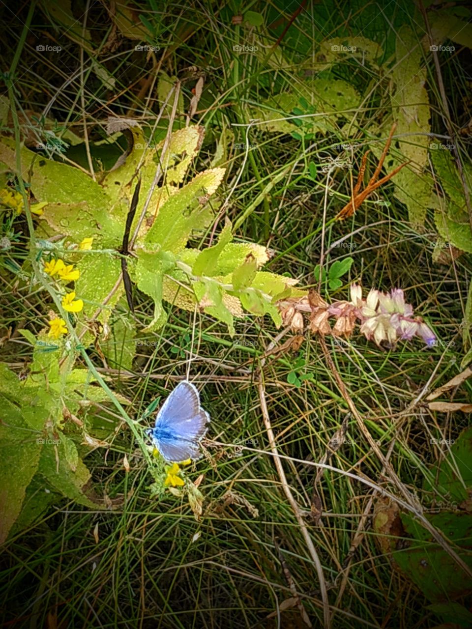 Beautiful blue butterfly