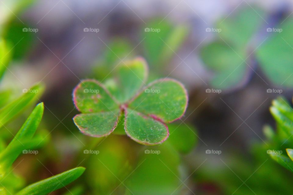 Clover blur 