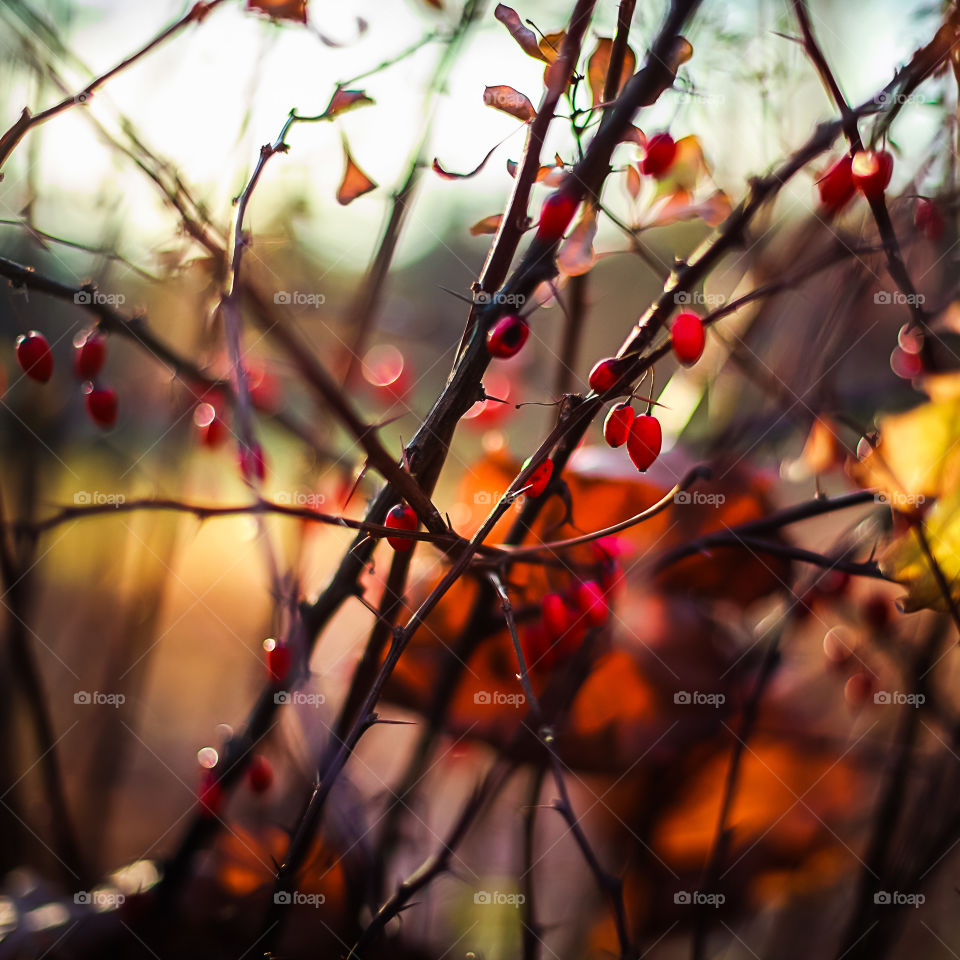 autumn colours