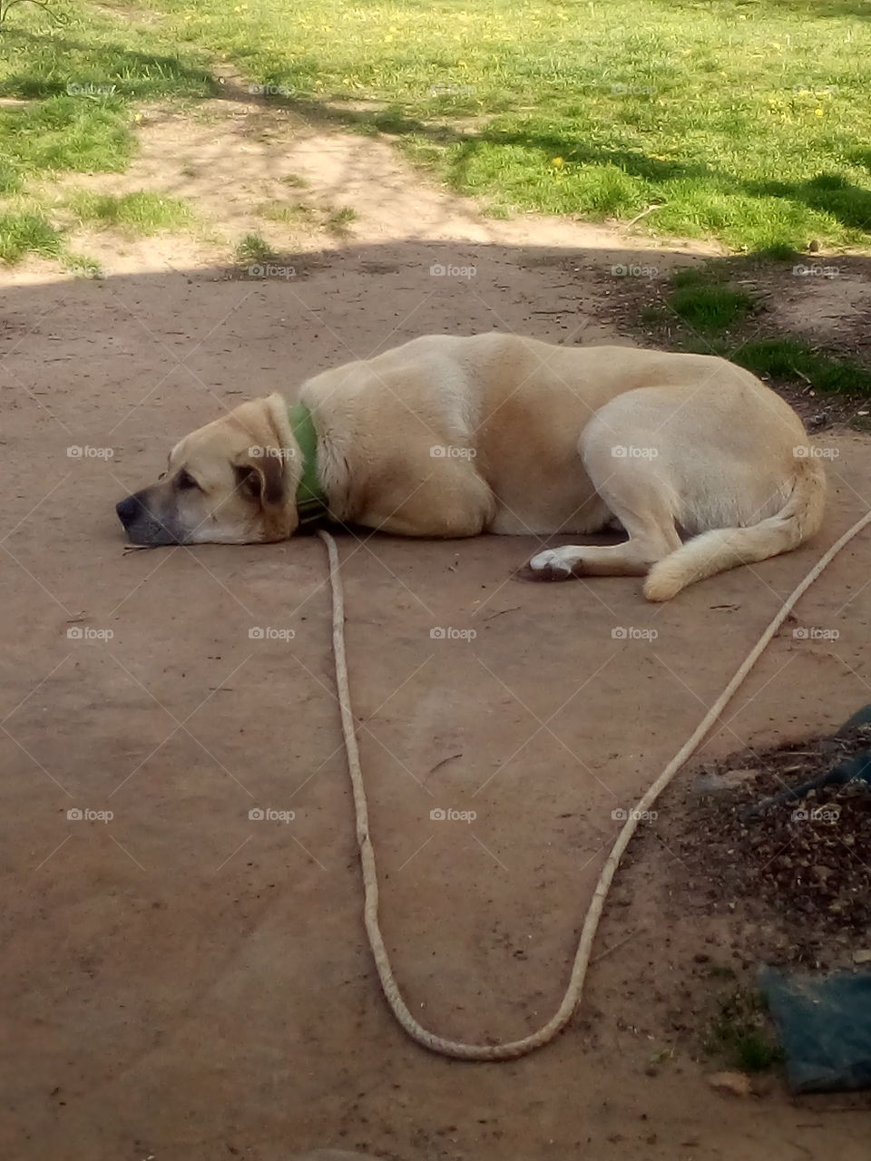 Bear still mourning the loss of his sister and best friend Kwanita. dearly loved and missed.