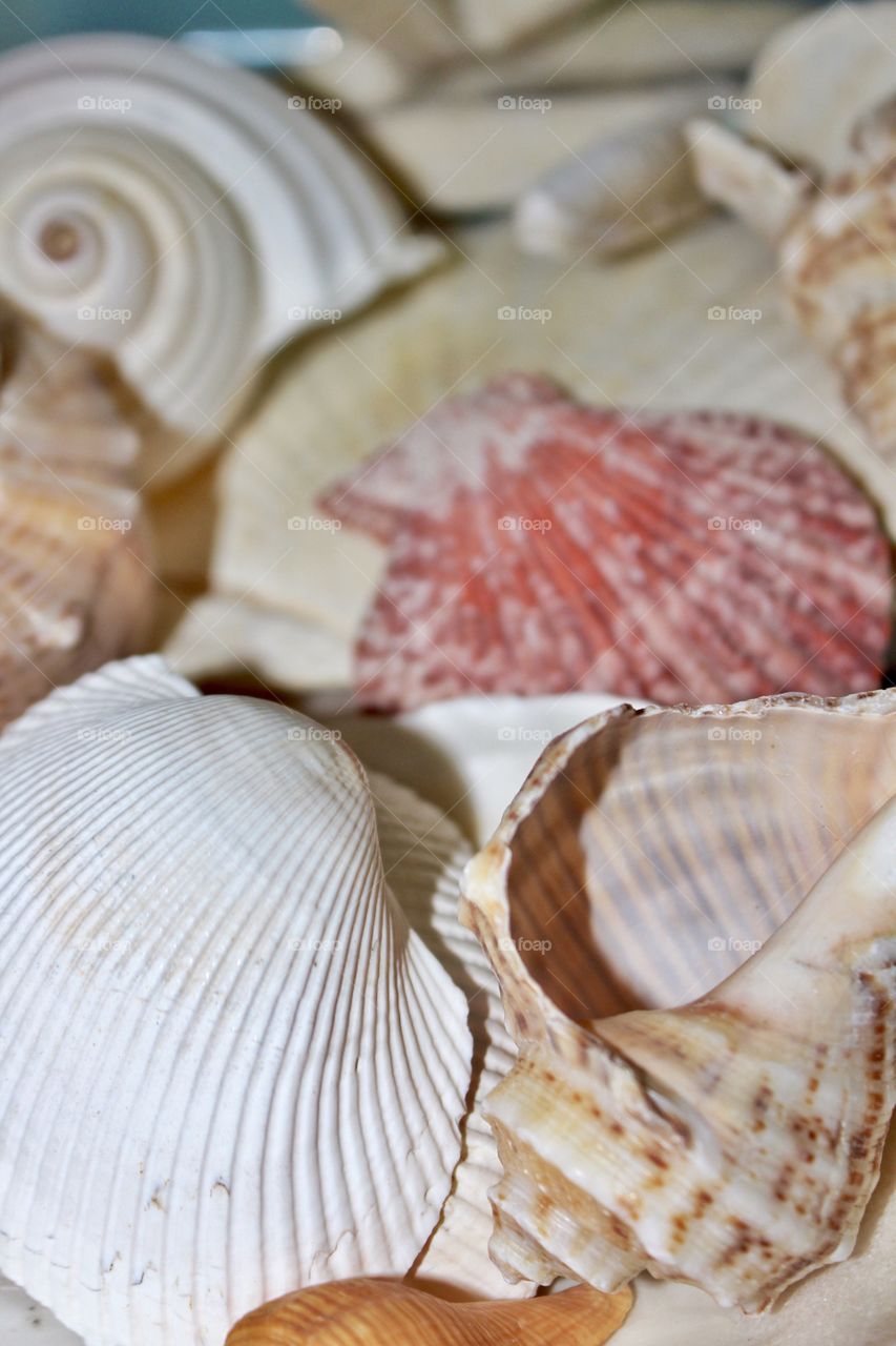 Sea shells