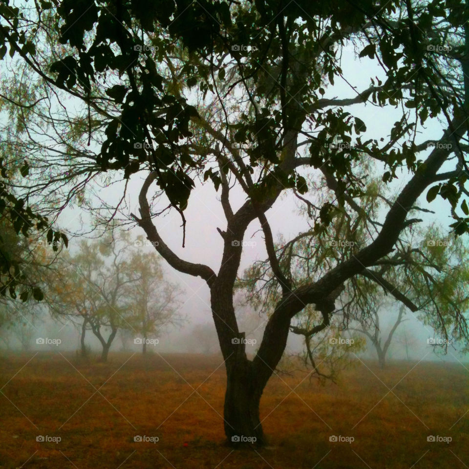 Texas foggy morning