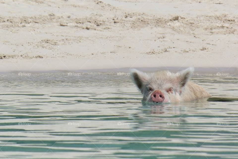 Swimming pig in the Bahamas
