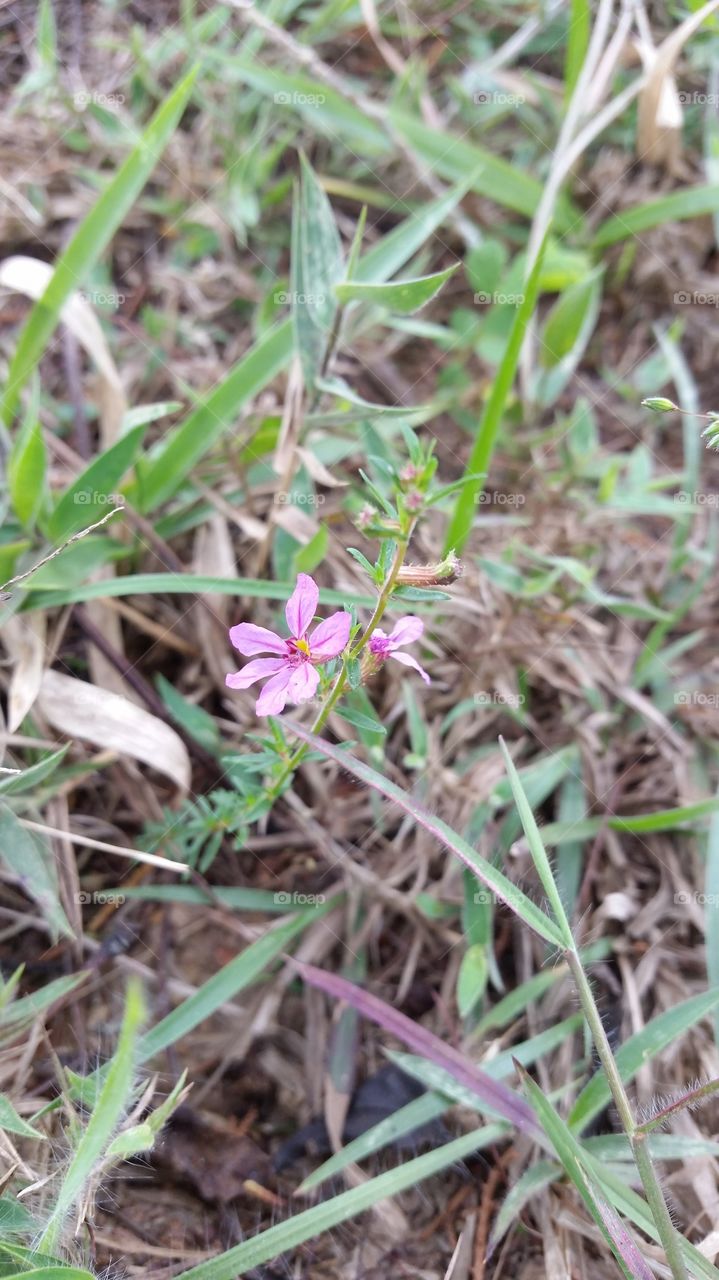 flor