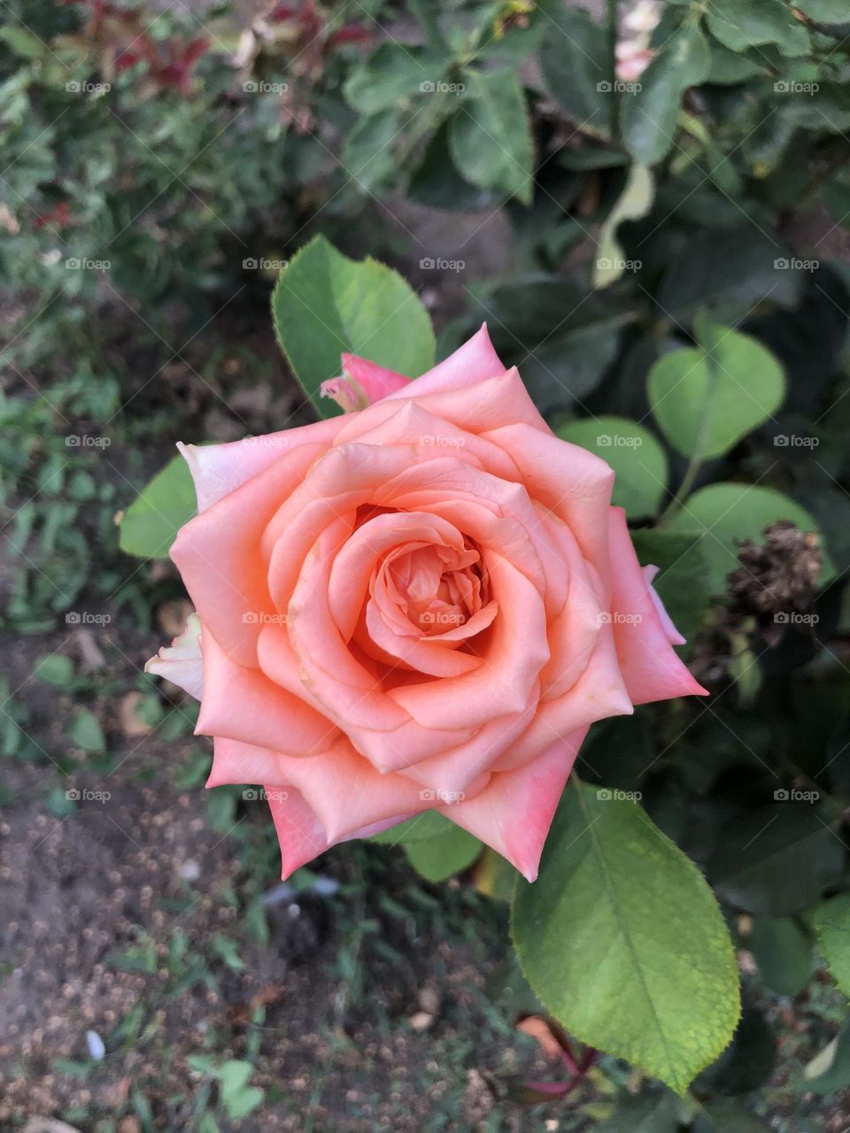 summer rose in the flower bed