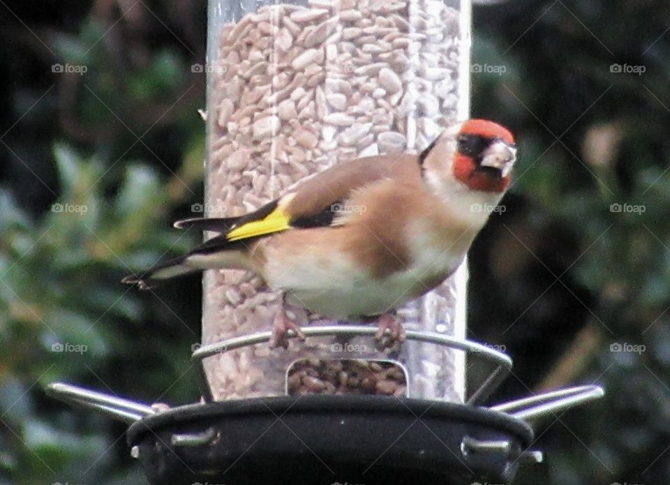 Goldfinch perched on bird feeder in the garden