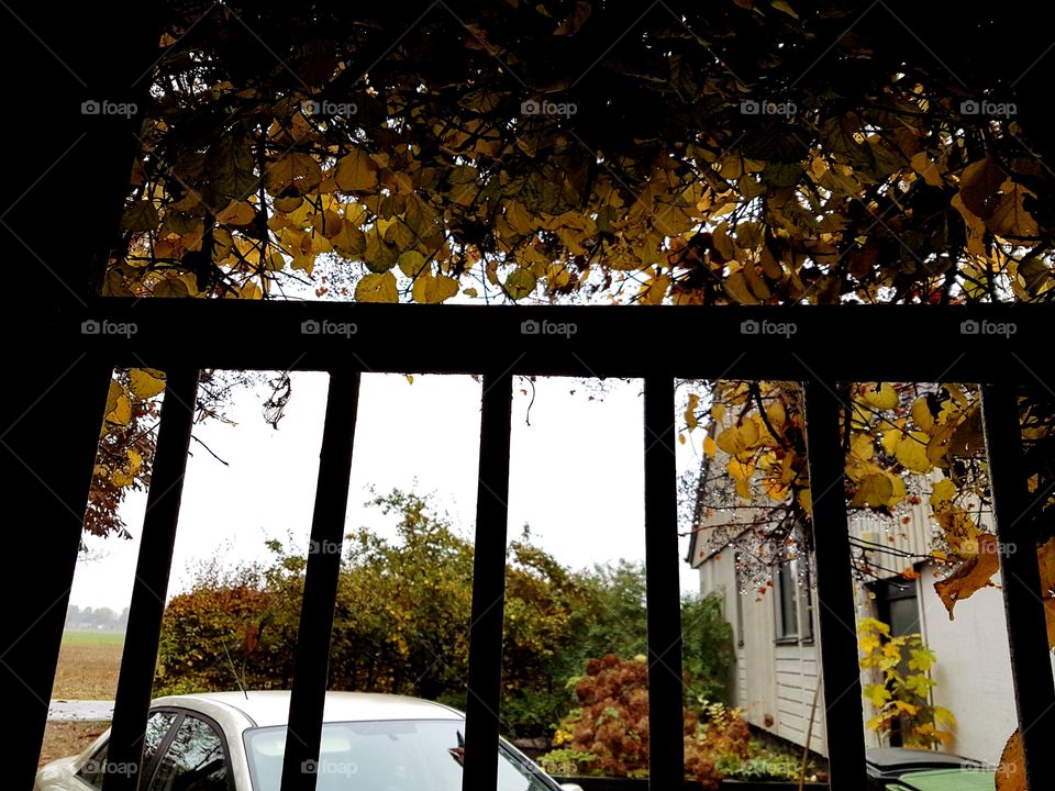 Fall, No Person, Window, Tree, Landscape