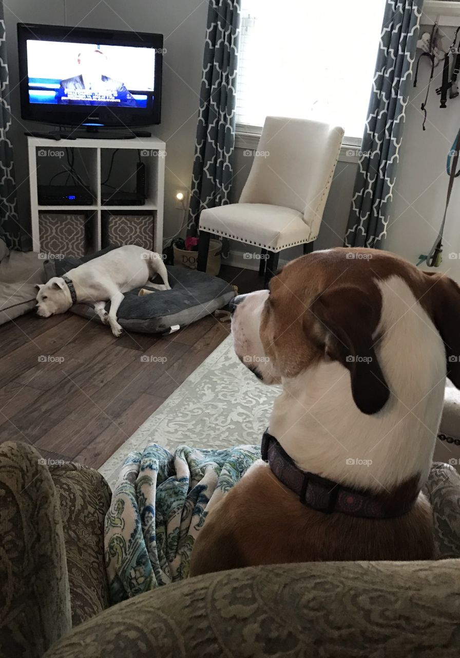 Dog watching TV