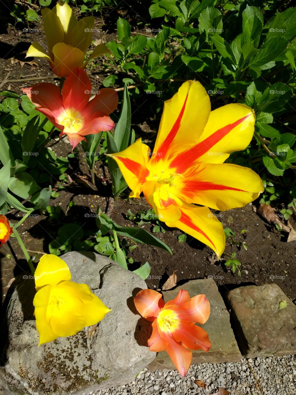 tulip close-up, Dixon gardens, Memphis, TN, 2016