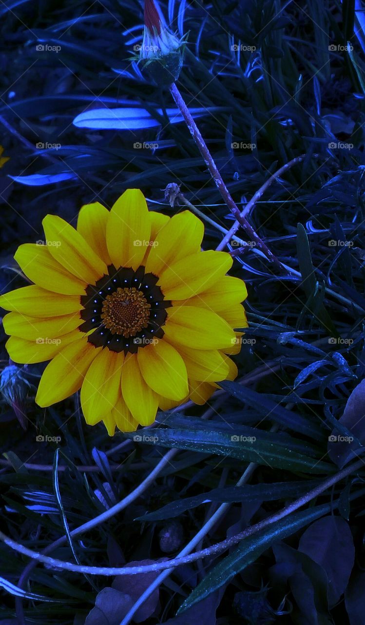 Blooming beautiful spring yellow vibrant wild flower with many petals outdoors in 
blue bright nature with branch and leaves
