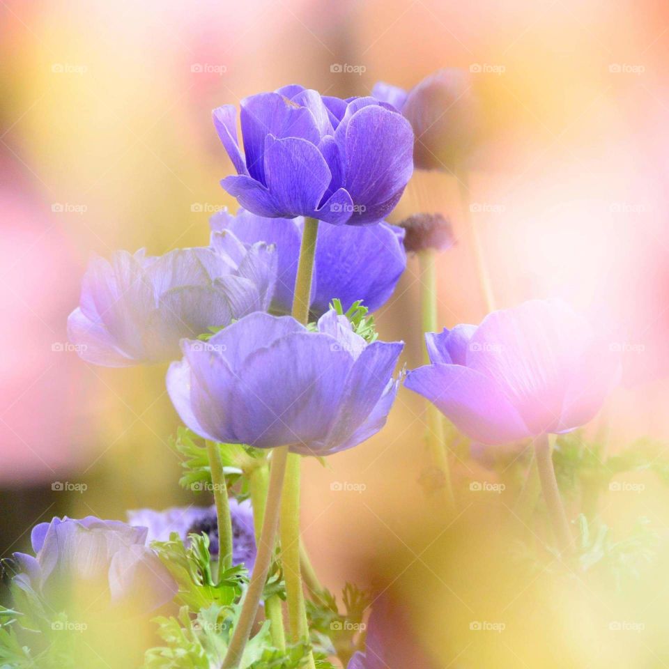 purple flower