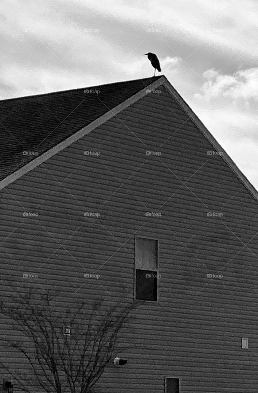 large bird standing on one leg on top of house (Heron?)