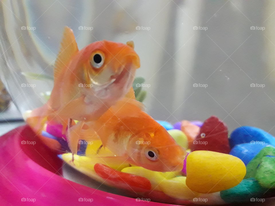 Gold Fish