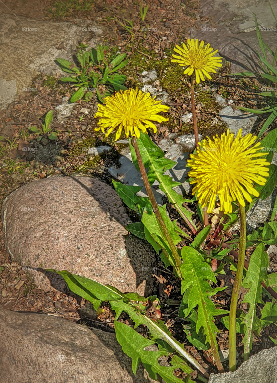 Dandelions making their way through stones.  The first spring flowers in full bloom in the city park.  Vertical orientation