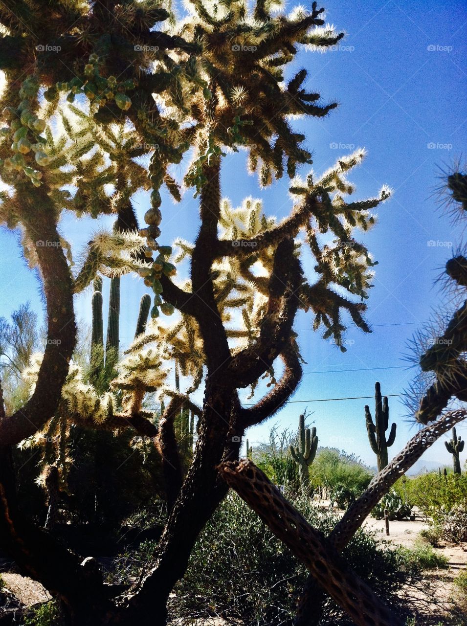 Cactus and the blue sky