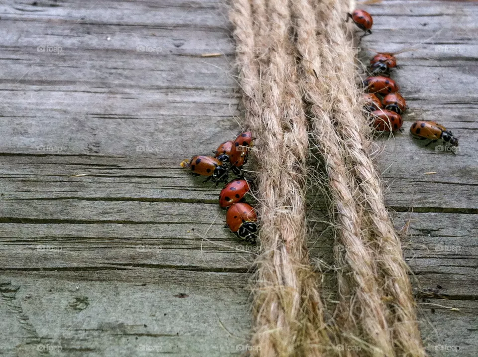 Ladybugs