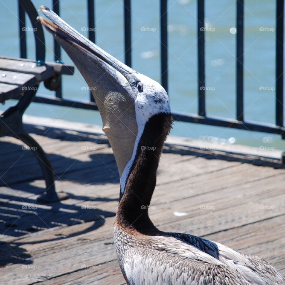 Feed the Pelican!