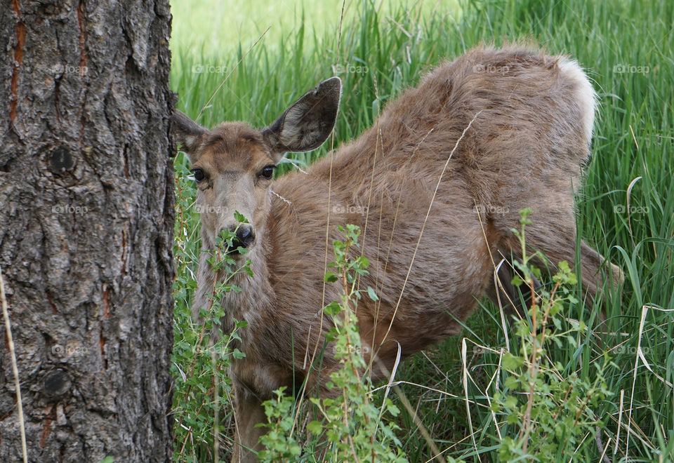 White tail Deer looking at the camera