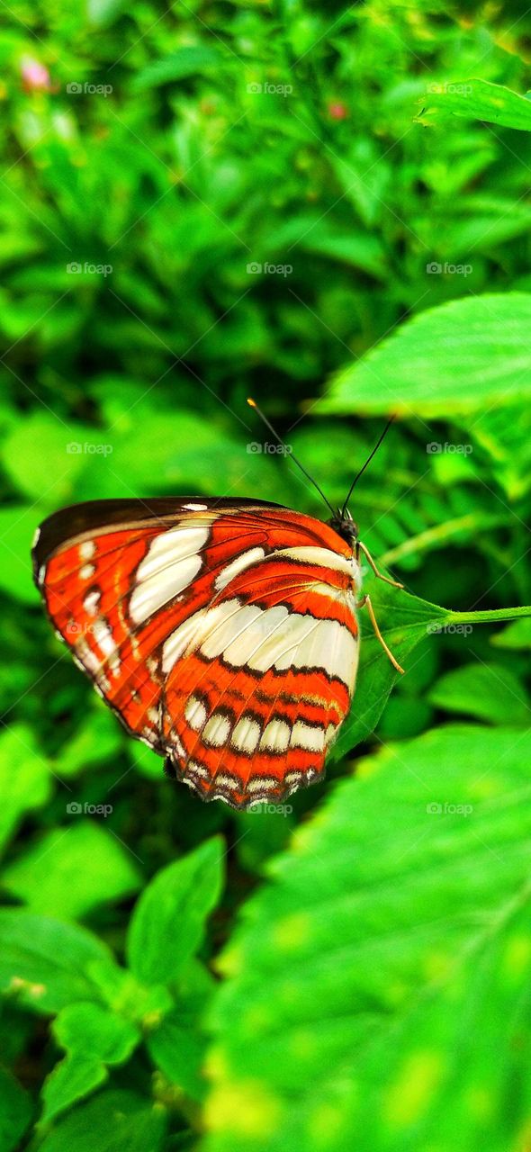 Beautiful butterfly perched on a leaf.