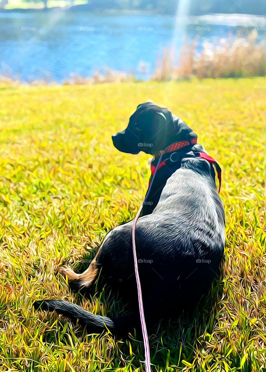 Dog By The Lake