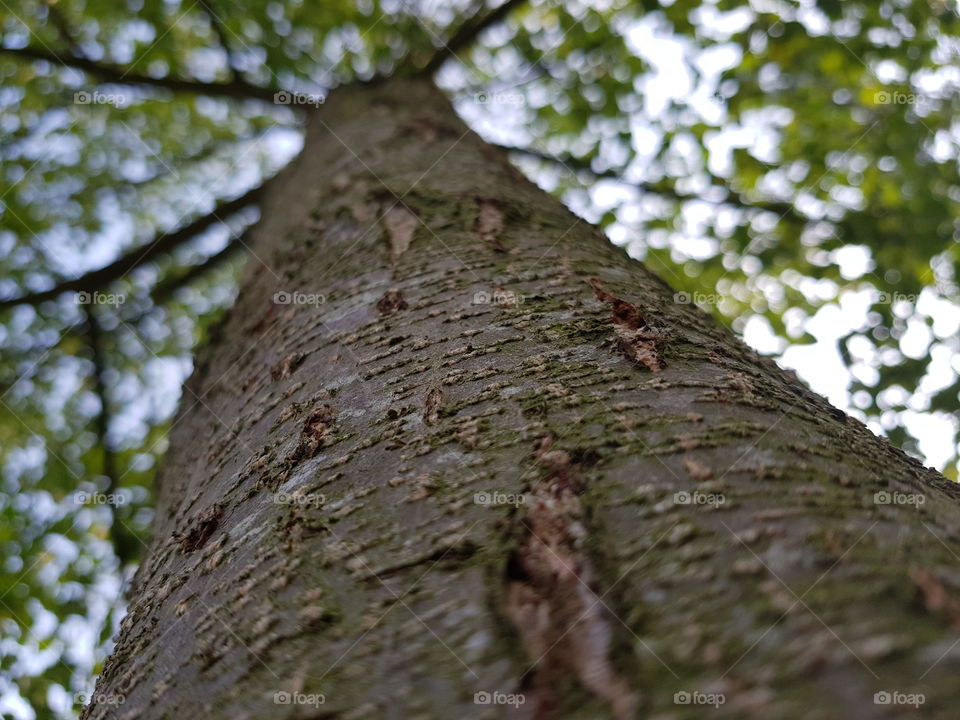 looking up the tree