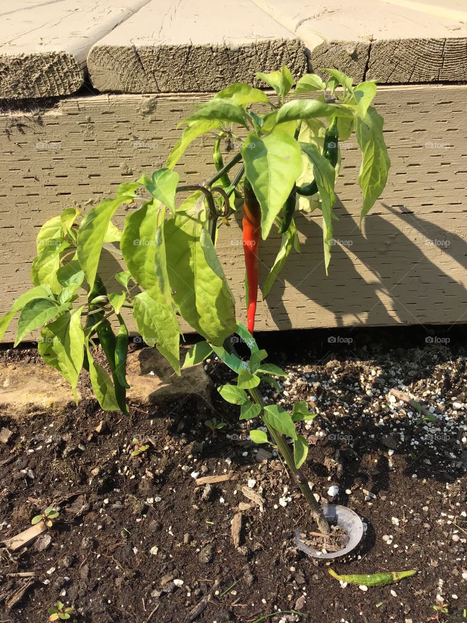 Cayenne pepper in the garden