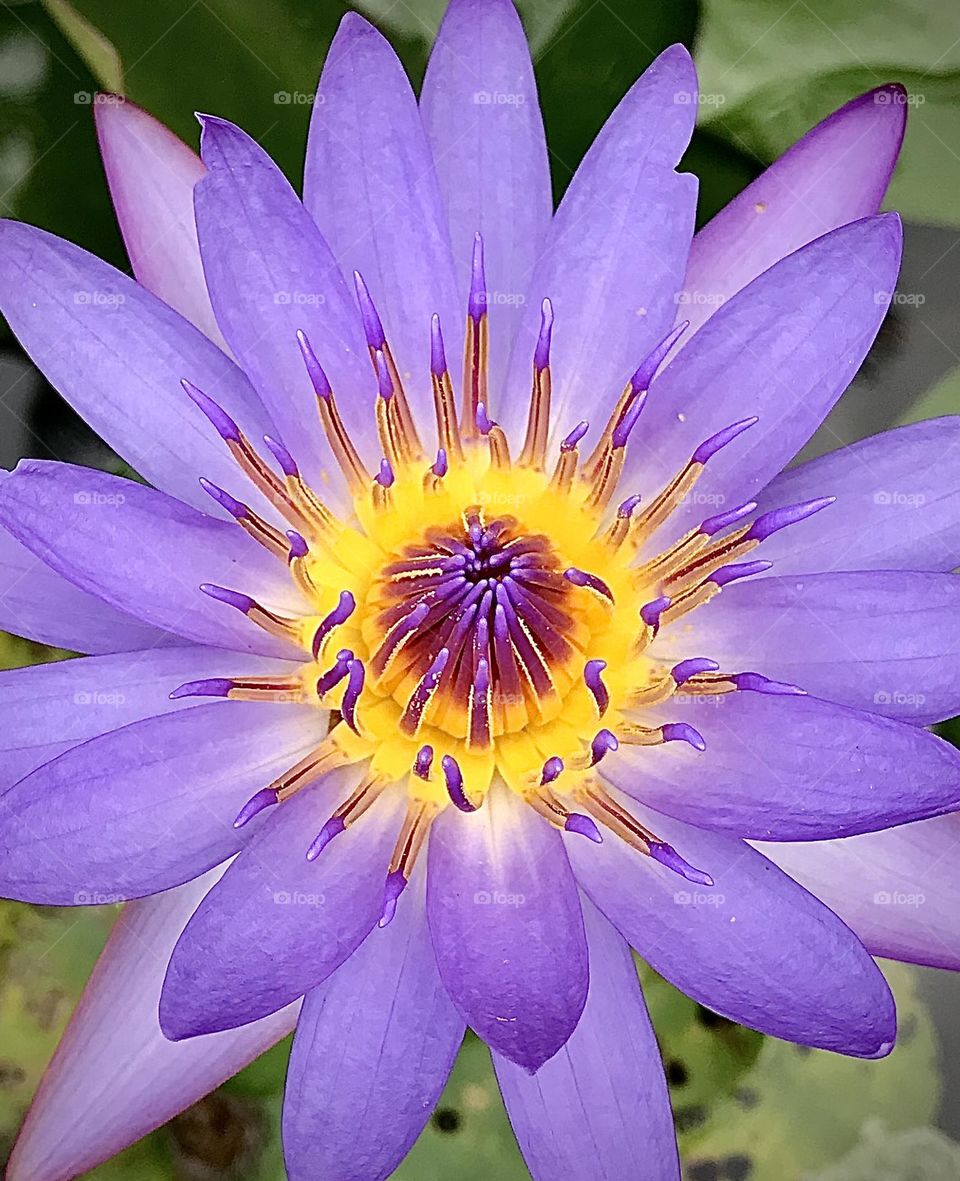 Waterlily