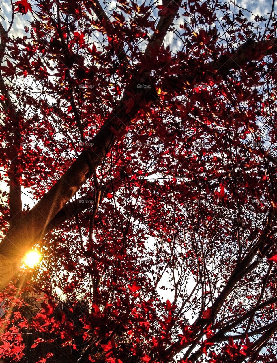 Red leaves at Sunset