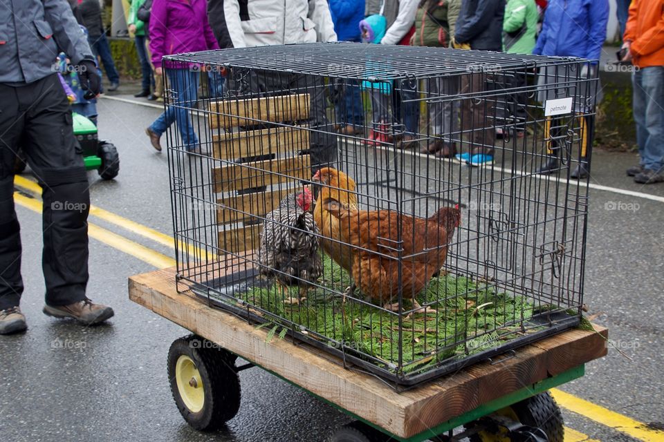 Chickens in a parade