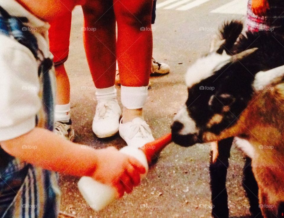 Feeding goat