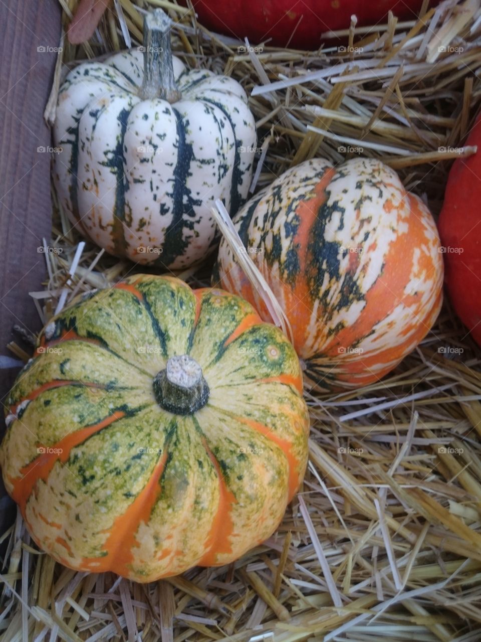 harvest of pumpkins