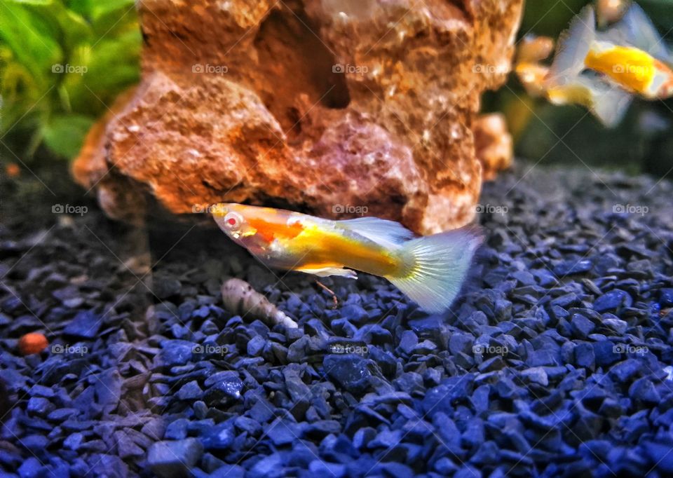 guppy fish