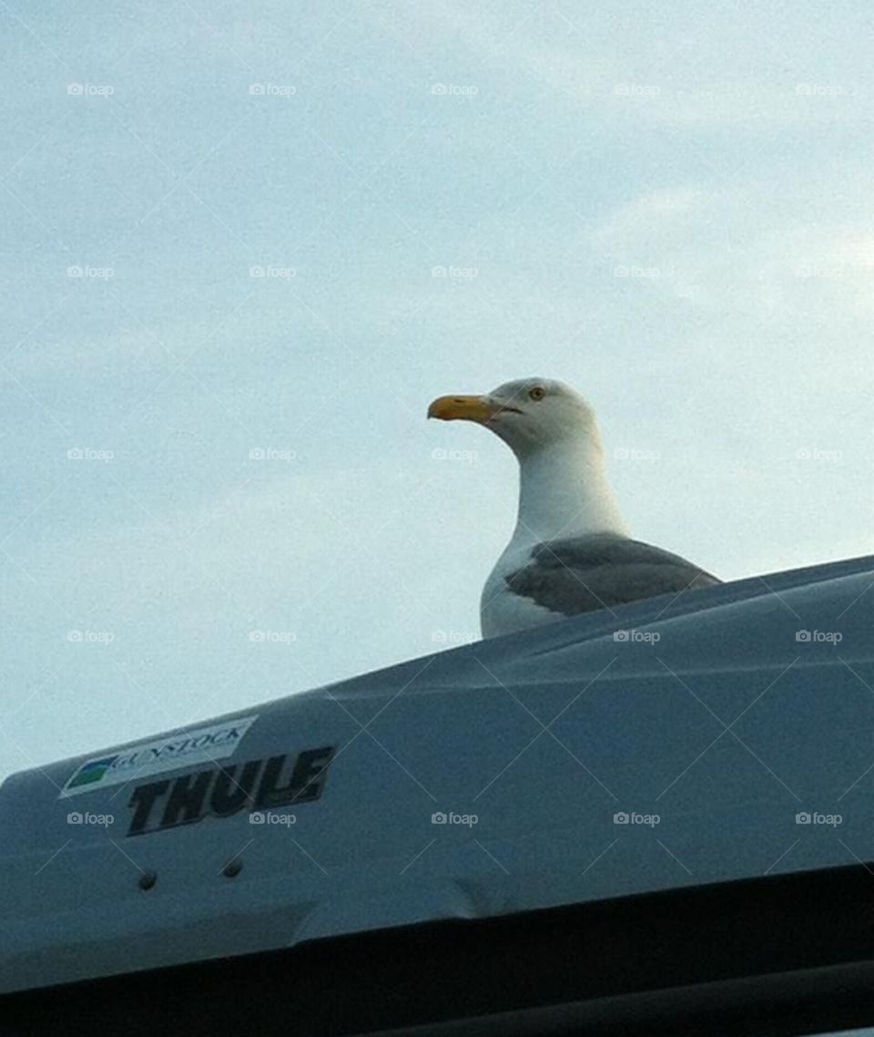 Summertime Seagull